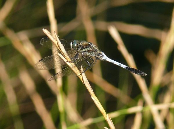 Lestes ? della Grecia - Orthetrum albistylum